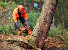 Best Tree Preservation Services  in Limestone, IL